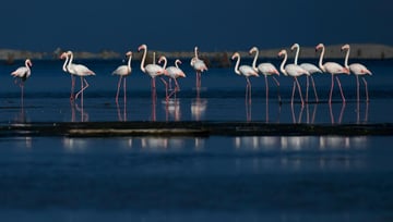 Las Salinas