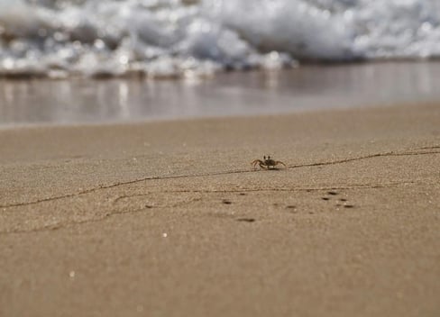 Calas en Benissa: elige tu favorita