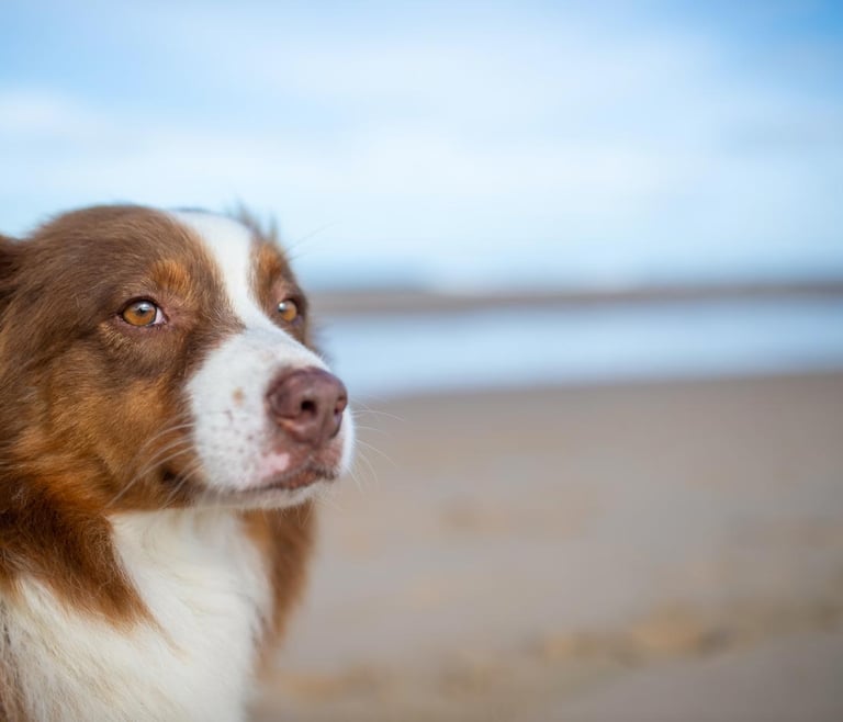Location de vacances avec animaux de compagnie