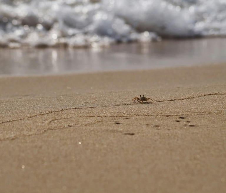 Calas en Benissa: elige tu favorita