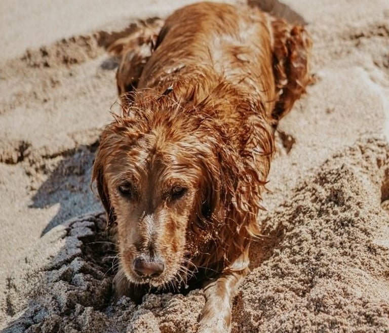 5 plages pour chiens sur la Costa Blanca