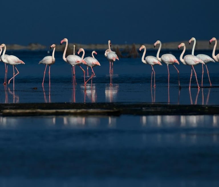Las Salinas