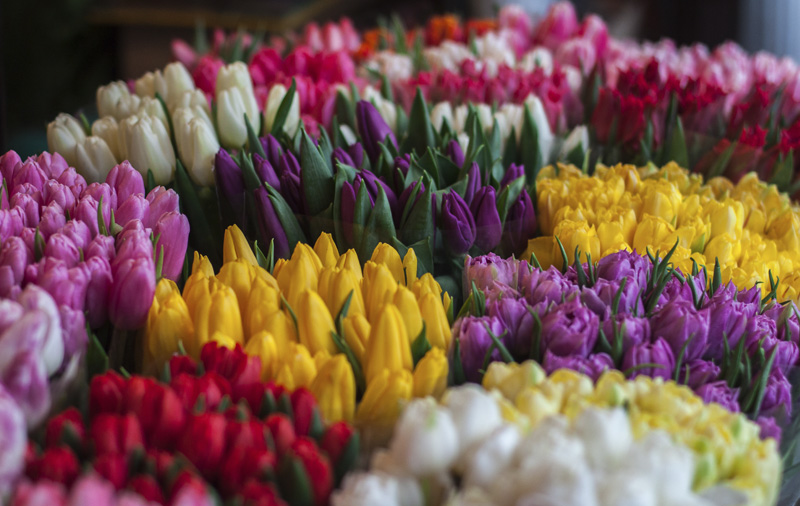 Wekelijkse markt van Altea. Bloemenkramen