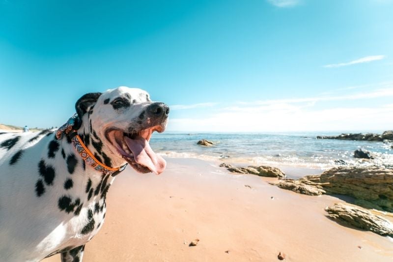 Plages pour chiens en Costa Blanca
