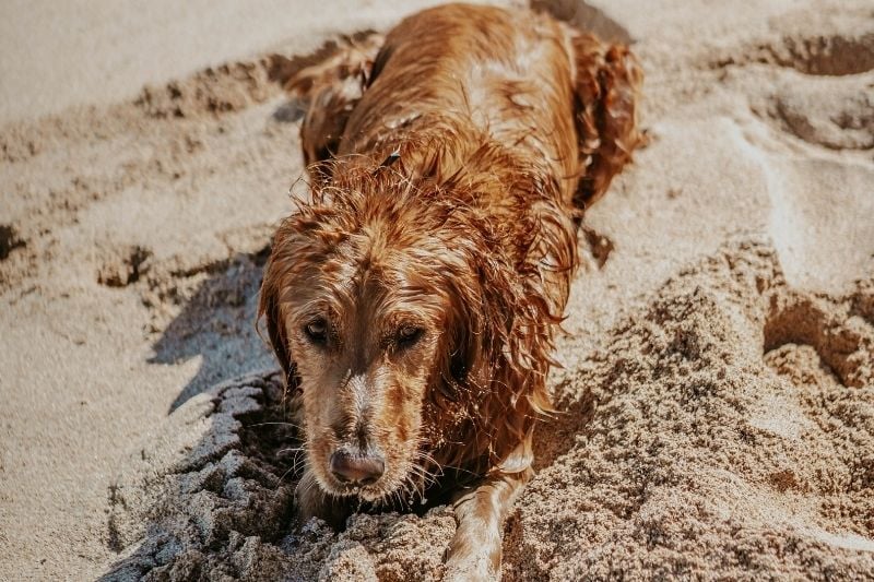 Doggy Beach Alicante