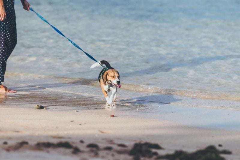 Plages pour chiens &agrave; Alicante